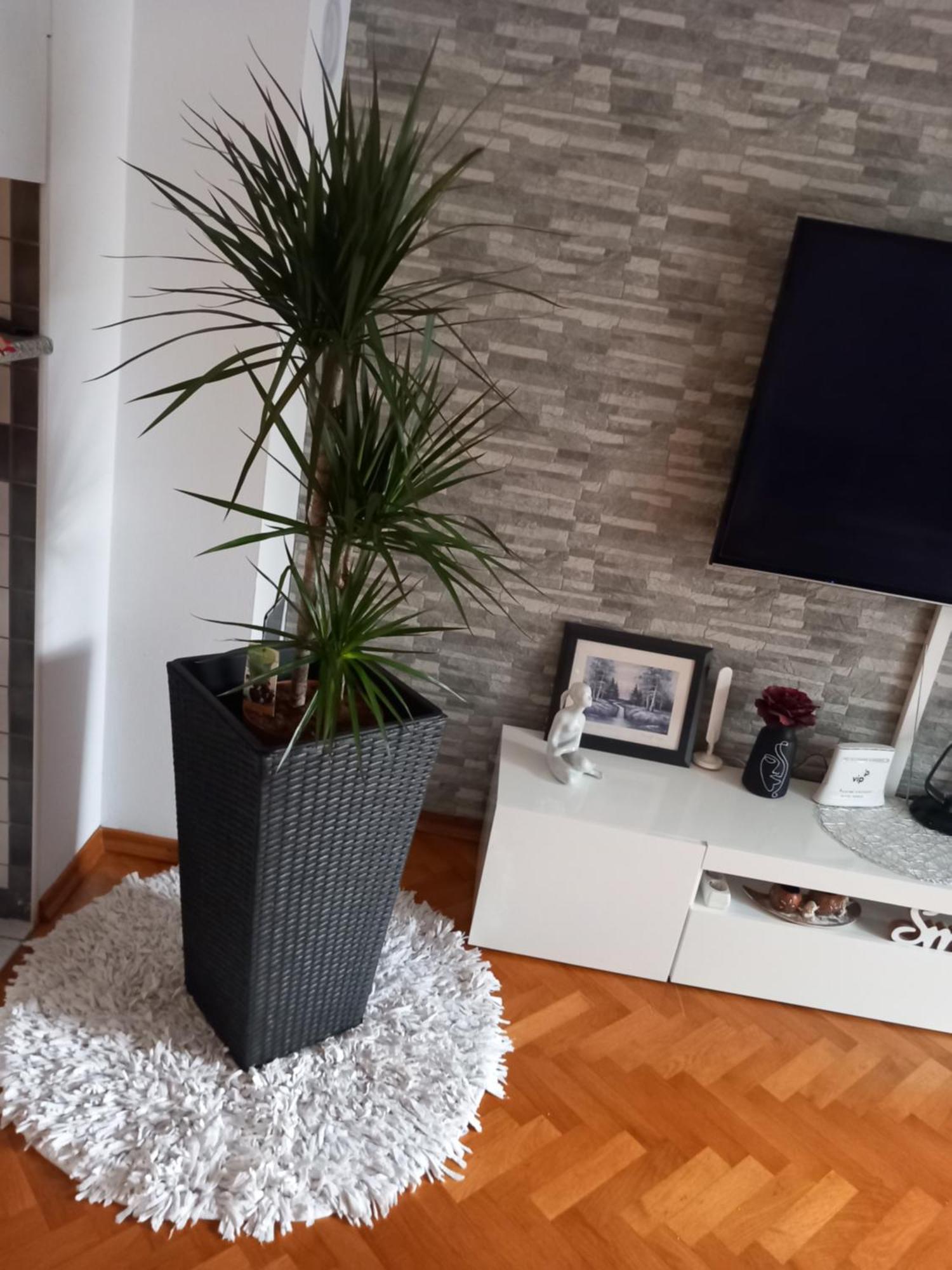 Apartman Petra Palit Buitenkant foto